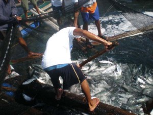 Cultivarán peces en San Blas JAULA